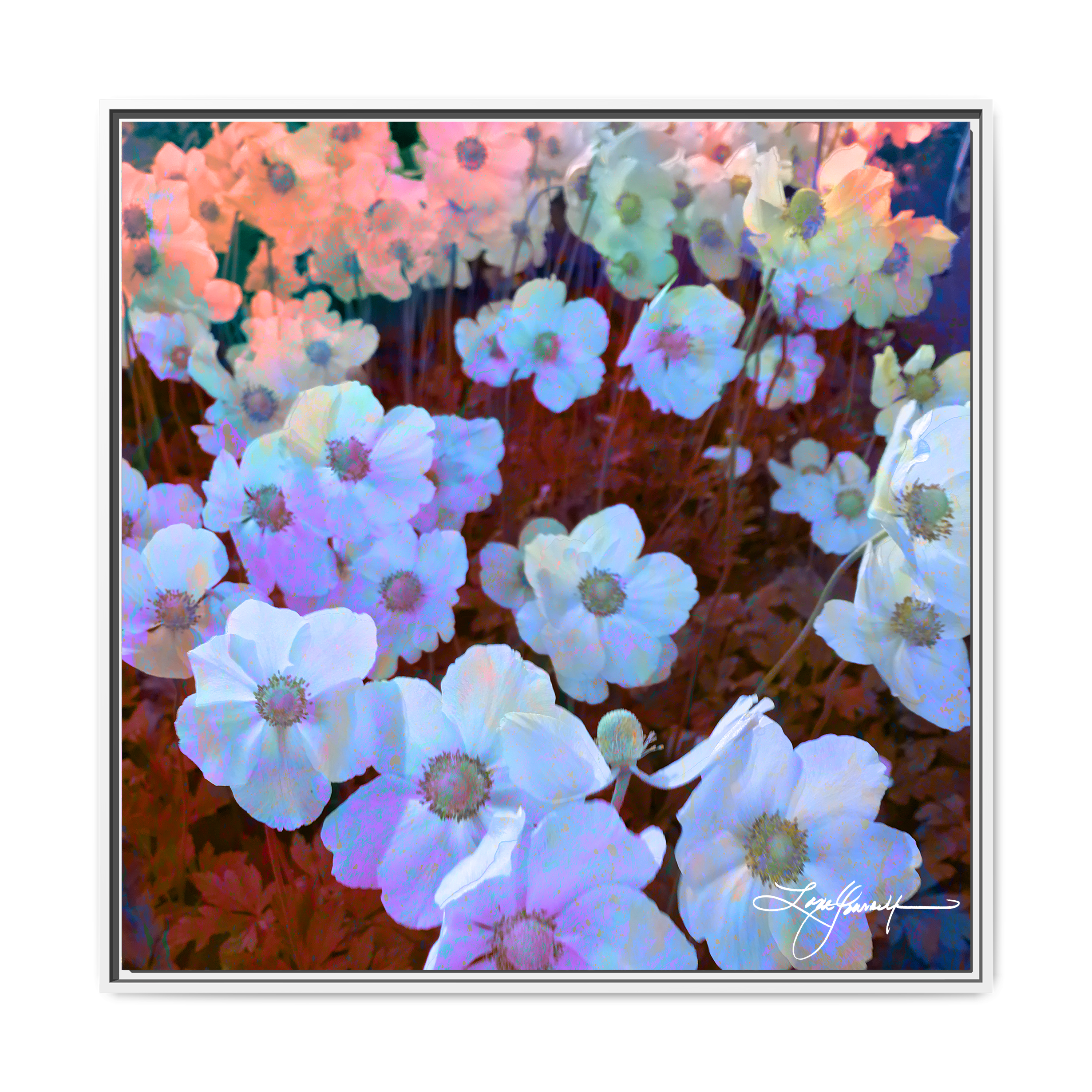 A White