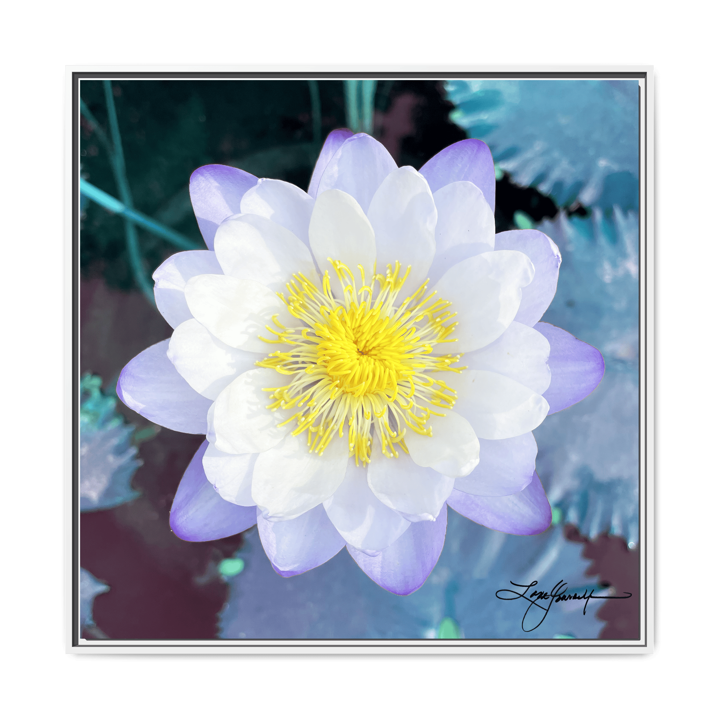 A White