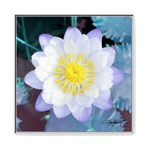 A White