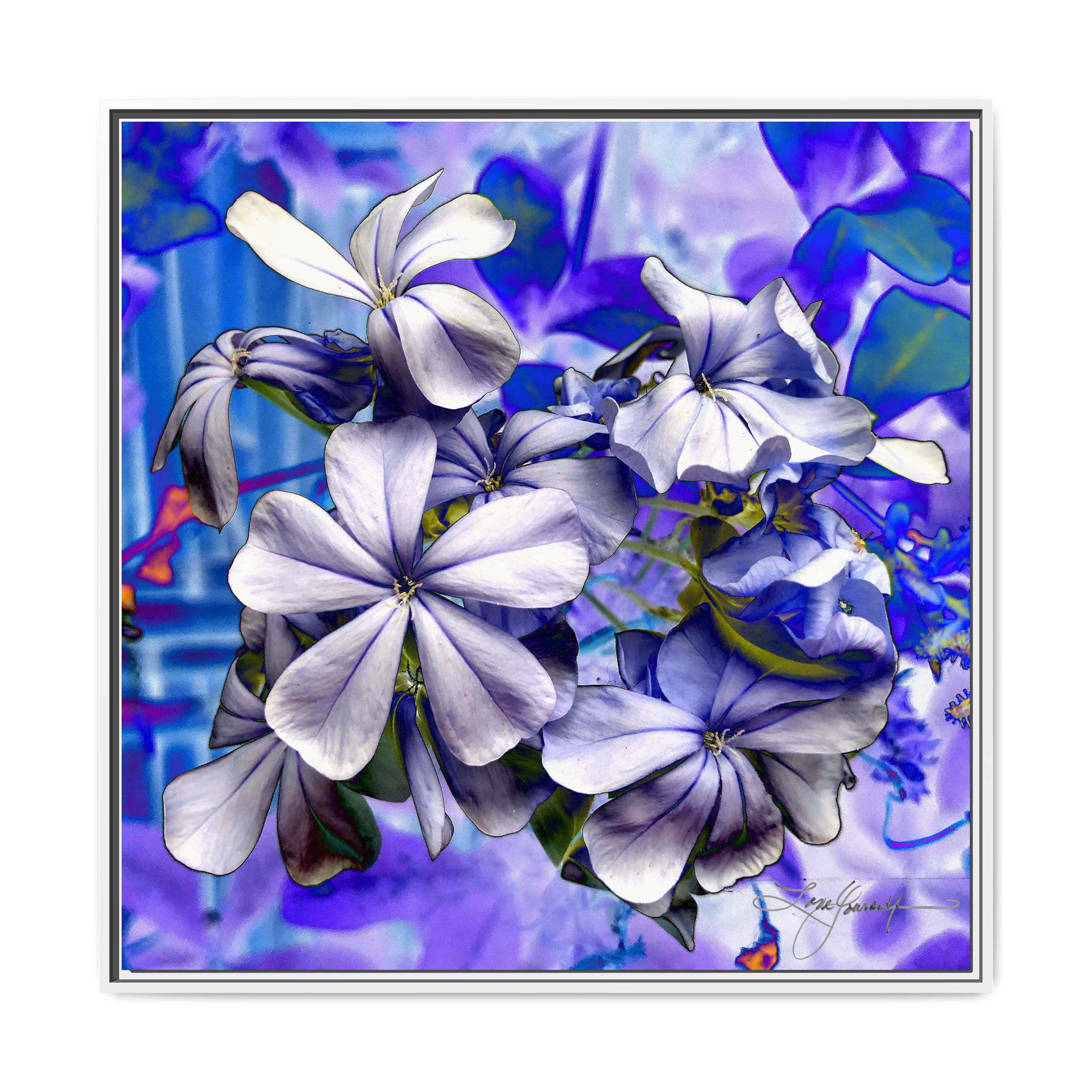 A White
