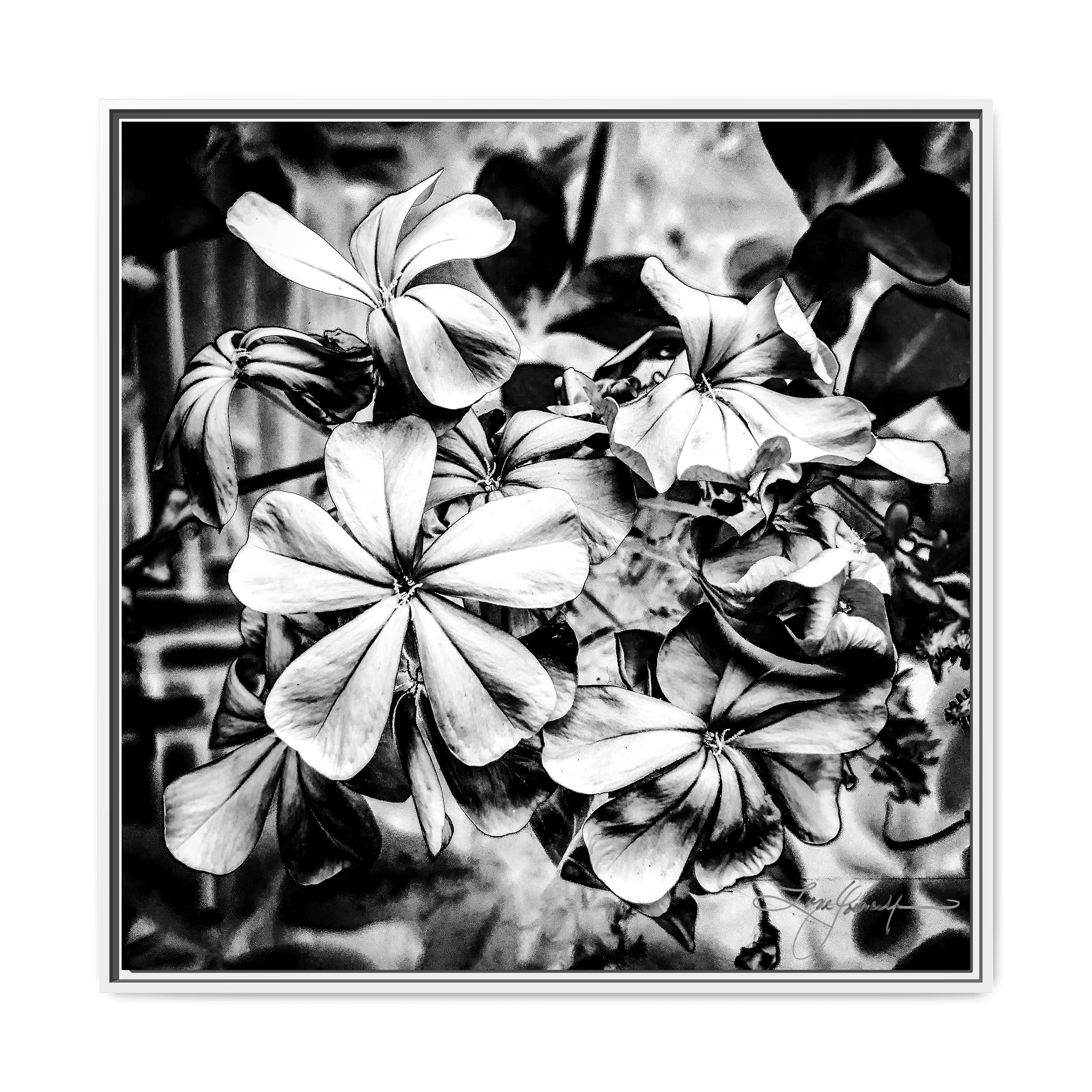 D White